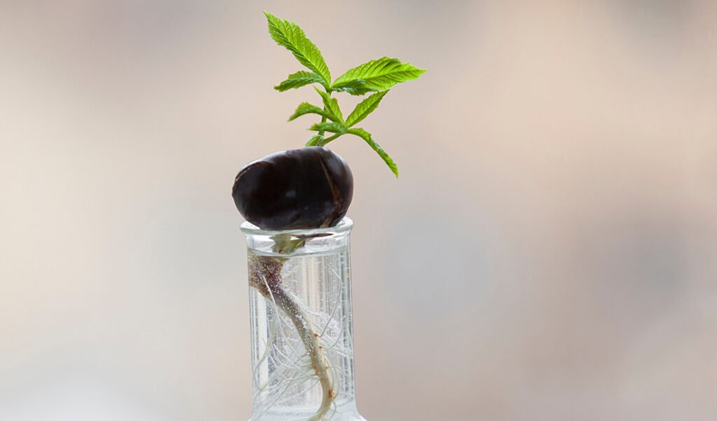 How To Grow Plants From Cuttings Simple Steps With Pictures