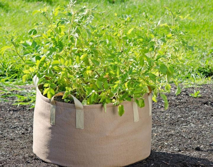 Grow Bags 101: Everything You Need to Know About Planting Trees in ...